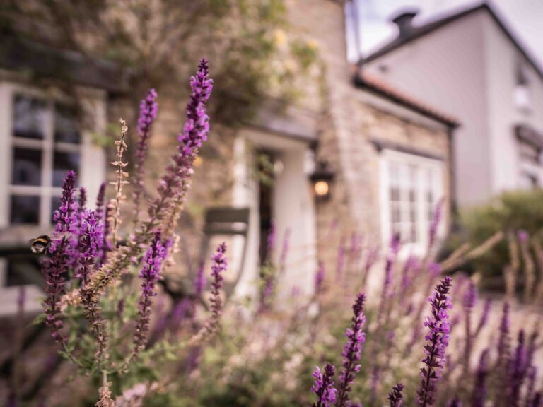 Lavender in the cottage garden
